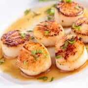 plate of seared scallops garnished with chopped parsley.