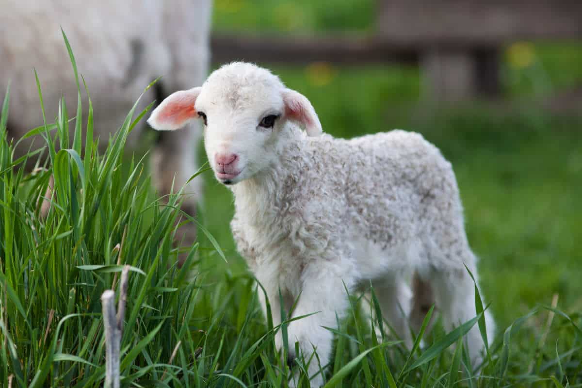 Cute little lamb grazing in green spring meadow.