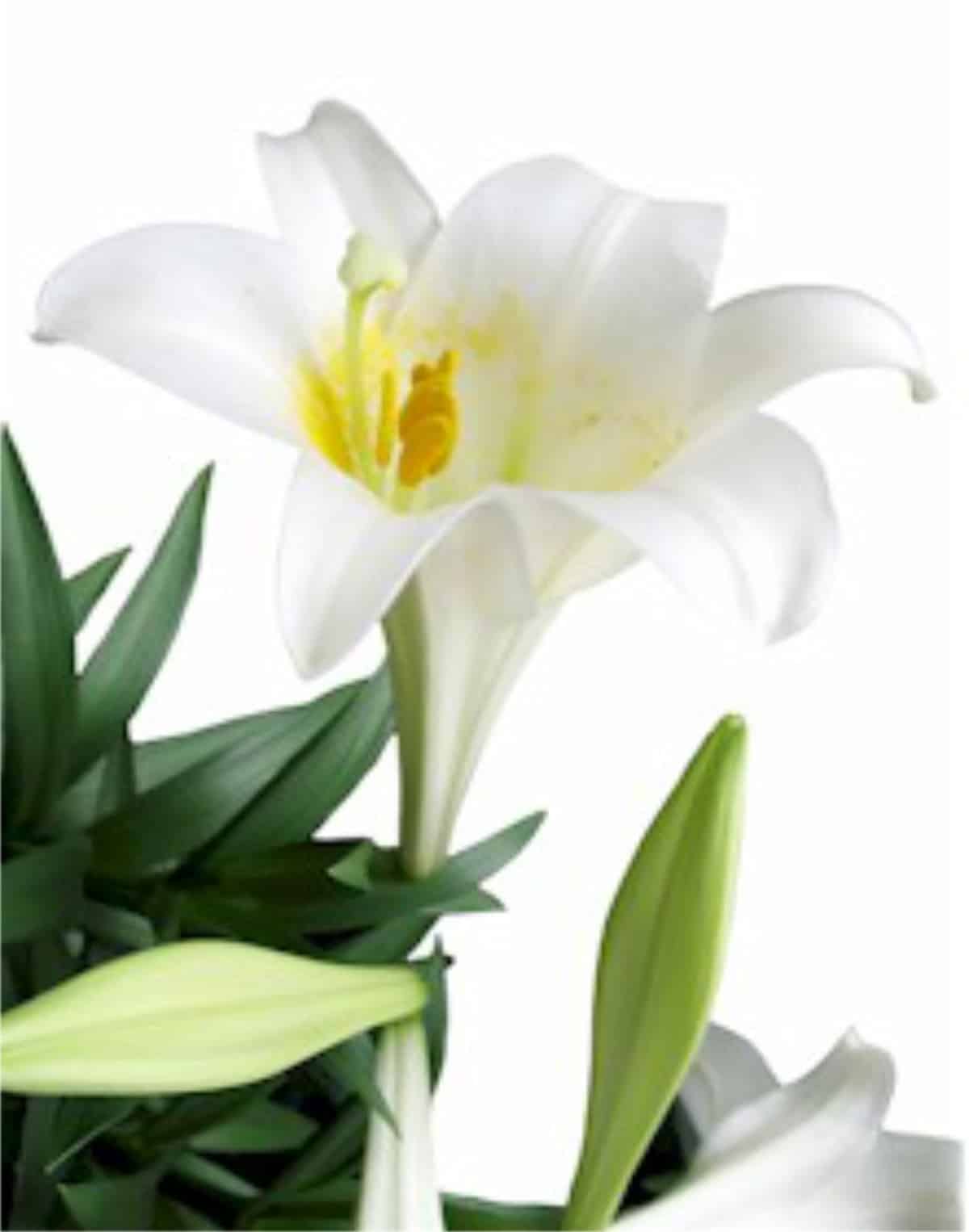 Madonna lily, symbol of Easter.