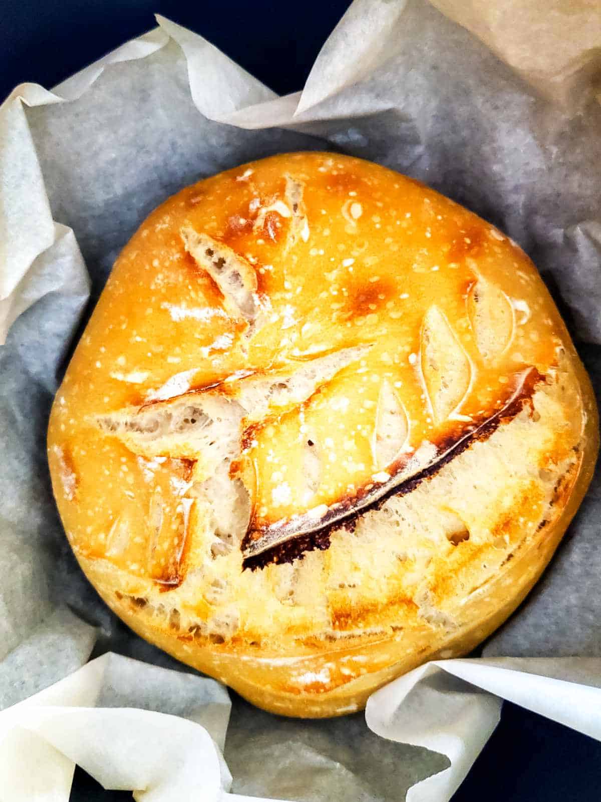 Golden brown baked sourdough boule set inside a parchment paper lined cast iron Dutch oven.