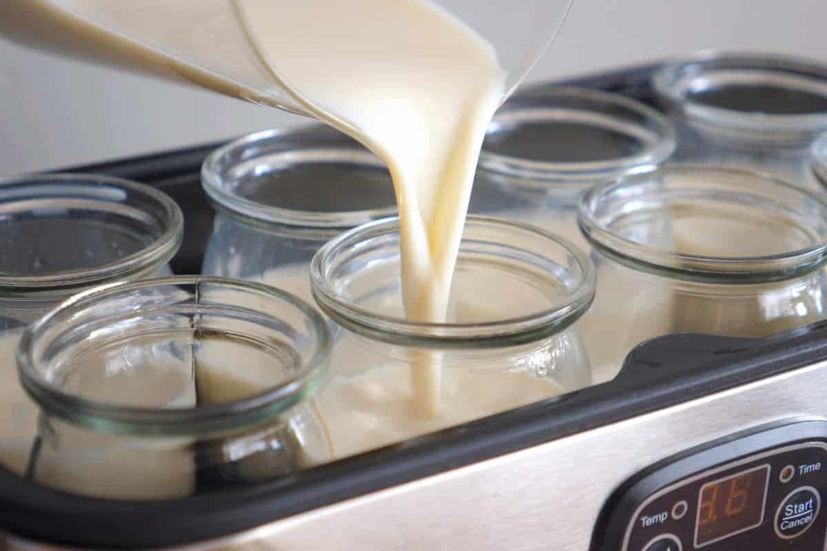 Milk is being poured from a jug into small glass jars placed in a row inside an electric yogurt maker.